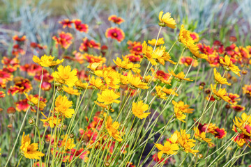 Obraz premium Bright yellow coreopsis grandiflora flowers, also known as tickseed, blooming in sunny summer garden with colorful floral background. Coreopsis grandiflora ornamental wildflowers in landscape design