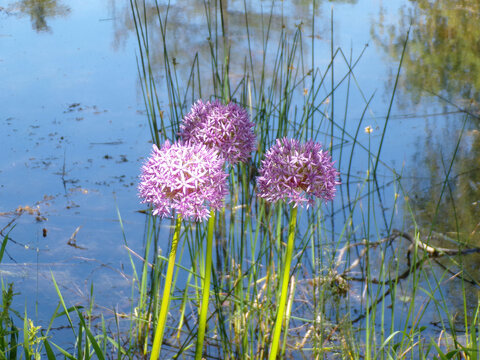 Blooming wild onions on water's background