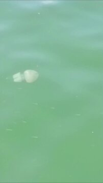 Vertical video of a white jellyfish swimming in green sea water near a seaport.