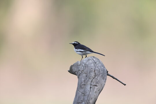The white-browed wagtail or large pied wagtail (Motacilla maderaspatensis) is a medium-sized bird and is the largest member of the wagtail family. This photo was taken in India.