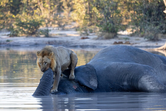 Lion sitting on dead elephant carcass in a water hole at moremi national park botswana