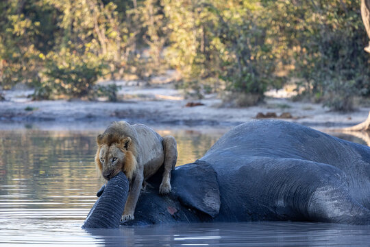 Lion sitting on dead elephant carcass in a water hole at moremi national park botswana
