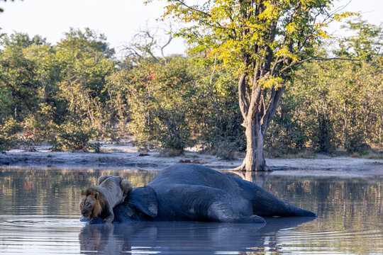 lion feeding on elephant carcass in a waterhole lying in Moremi Game Reserve in the Okavango Delta