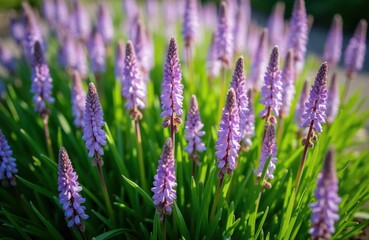 Obraz premium Liriope muscari flowers show spikes of small purple blossoms. This perennial plant with green grass like foliage blooms in summer and autumn, often used in gardens.