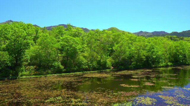 初夏の志賀高原　蓮池