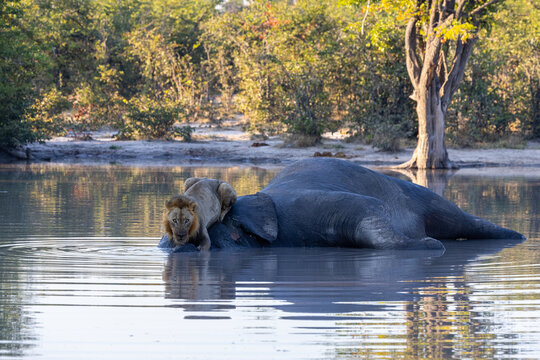 Lion sitting on dead elephant carcass in a water hole at moremi national park botswana
