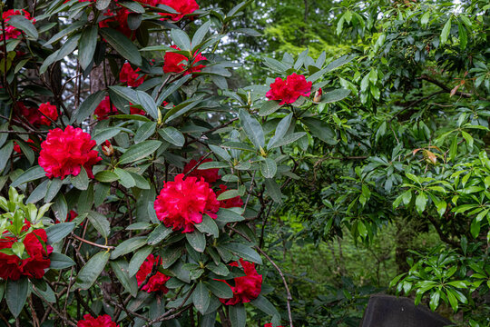 Red Rhododendron in Bloom at the Portland Japanese Garden