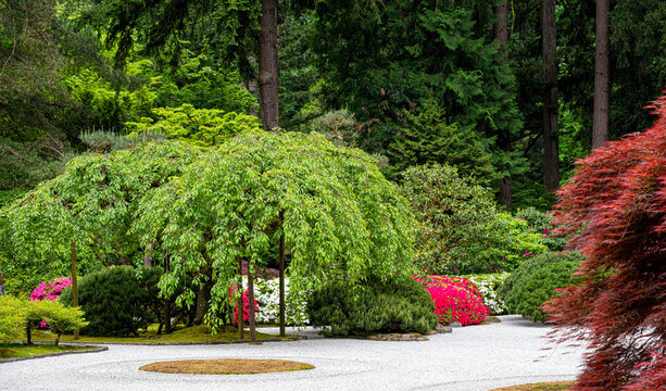 Sand and Stone Garden with Weeping Cherry and Spring Azaleas at the Portland Japanese Garden