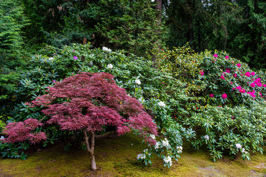 Red Laceleaf Japanese Maple Among Blooming Rhododendrons at the Portland Japanese Garden