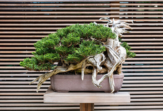 200-Year-Old Yellow Cedar Bonsai by Michael Hagedorn at the Portland Japanese Garden