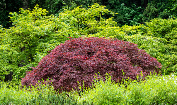 Red Laceleaf Japanese Maple Among Spring Foliage at the Portland Japanese Garden