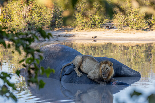 Botswana Wildlife: Lion sitting on dead elephant carcass in a water hole at Moremi national park botswana