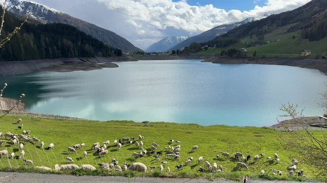Title:
Flock of sheep grazing on green meadow beside turquoise alpine lake surrounded by snow capped mountains and pine forest in Davos Switzerland cinematic video