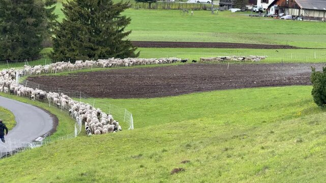 Shepherd and sheepdog herding large flock of sheep along country road through plowed fields and green meadows in Davos Switzerland cinematic horizontal video