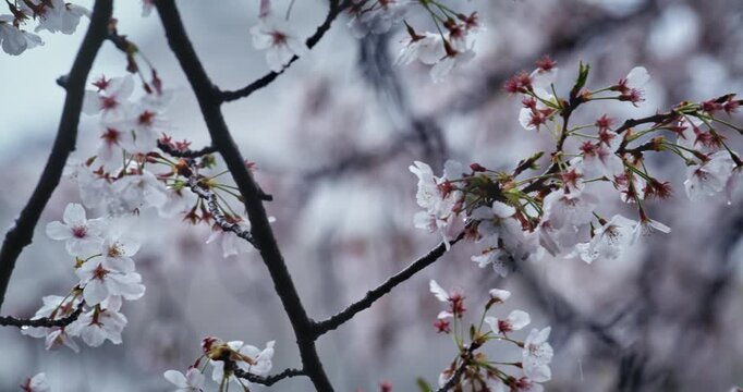 Closeup of wet spring cherry blossoms during rain storm