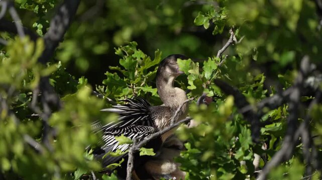 Parent anhinga is in the nest