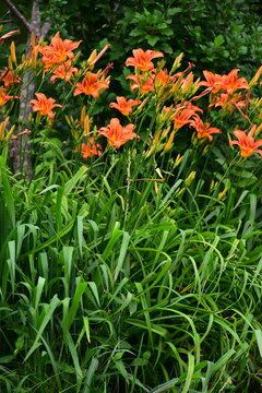 Orange Daylily Flowers