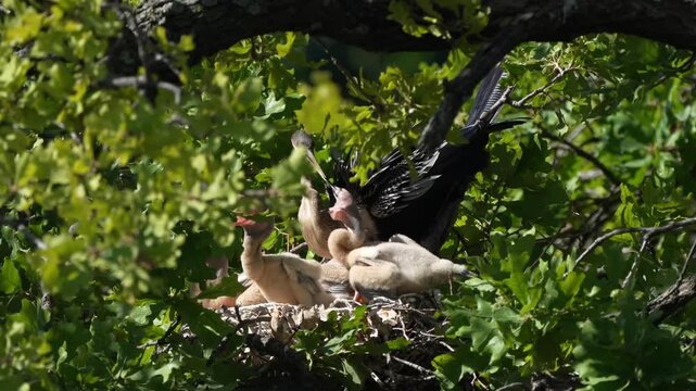 Parent egret is feeding baby anhinga in the nest with total 4 anhinga babies