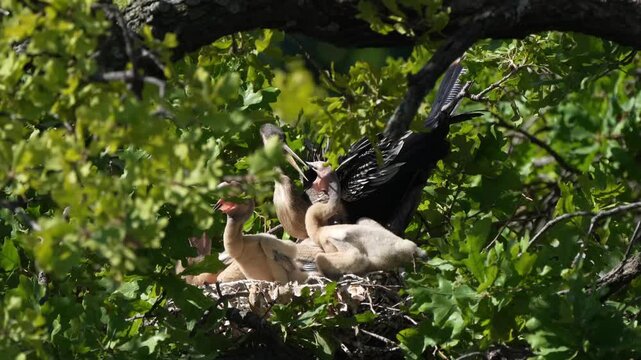 Parent egret is feeding baby anhinga in the nest with total 4 anhinga babies