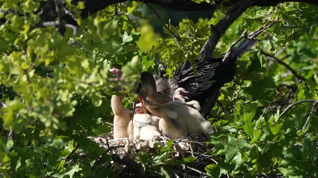 Parent egret is feeding baby anhinga in the nest with total 4 anhinga babies