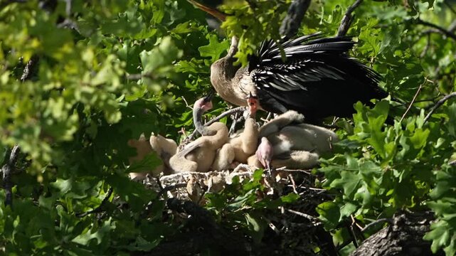 Parent egret is feeding baby anhinga in the nest with total 4 anhinga babies