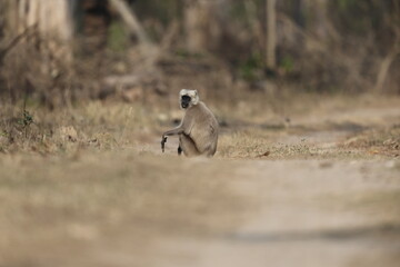 Fototapeta premium The northern plains gray langur (Semnopithecus entellus), also known as the sacred langur, Bengal sacred langur and Hanuman langur, is a species of primate in the family Cercopithecidae.