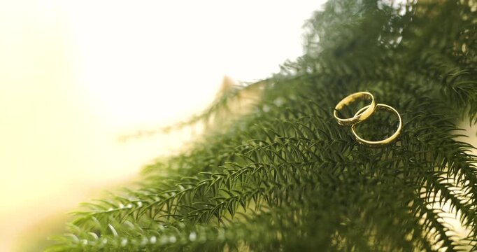 Gold Rings on Pine Branches in Sunlight