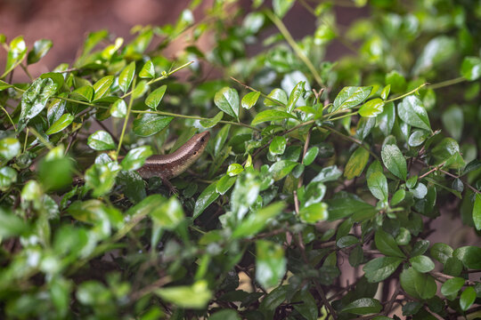 Close-up of Green Leafy Bush with Lizard