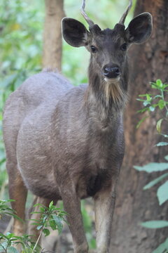 Indian sambar (Rusa unicolor unicolor) is a large deer native to the Indian subcontinent, South China and Southeast Asia.  This photo was taken in India.