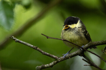 Juvenile Coal Tit Perched on a Branch © David McCreight