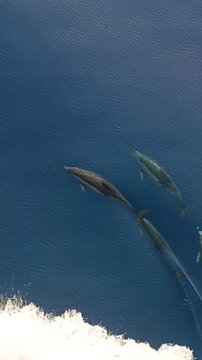 Vertical shot of a pod of dolphins swimming fast in the clear blue sea water.