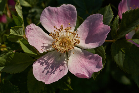 Rosehip flowers (Latin Rosa) bloom in the garden. Rosehip fruits (Latin Fructus Rosae) are medicinal plant raw materials.