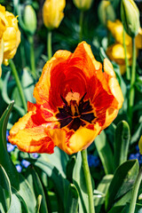Naklejka premium Vibrant parrot tulip blossom in spring garden detailed close-up of red and yellow petals with green foliage flower nature floral beauty