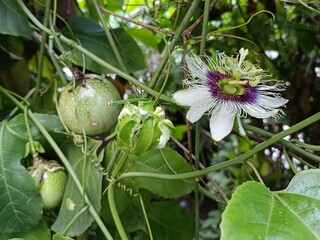 Passion Fruit Plant with Flower Bud and Young Fruit © Singgiyanto