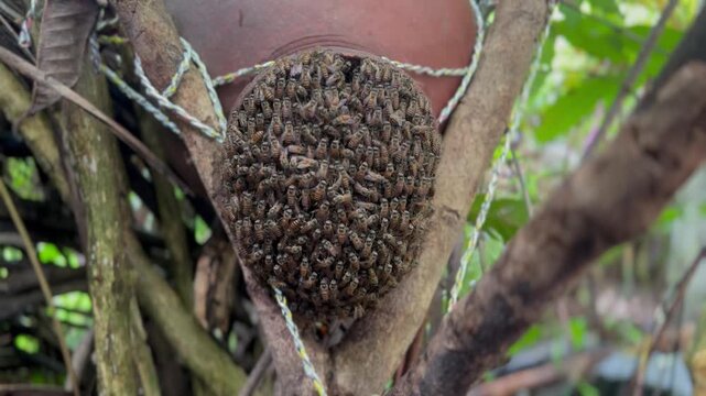Close-up of honey bee swarm clustered on traditional hive in natural outdoor environment, active pollinator insects forming colony, beekeeping, biodiversity, wildlife, ecology and sustainable agricult
