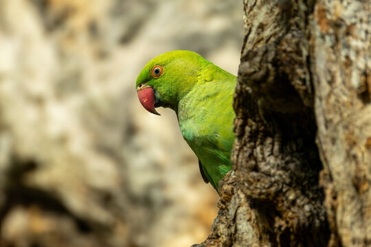 scarlet macaw parrot