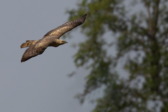 Oriental honey buzzard in flight