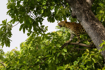 leopard in tree © pushpasen