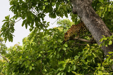 leopard in tree © pushpasen