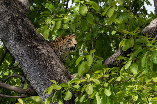 leopard in tree