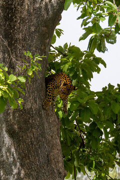 leopard in tree
