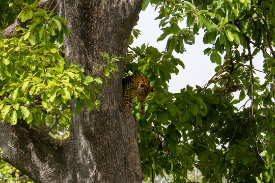 Leopard on a tree in the jungle