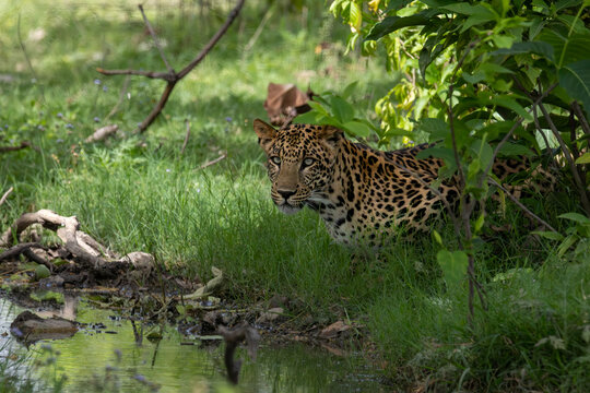 leopard in the tree