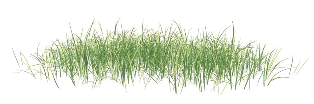 Green grass isolated on white background