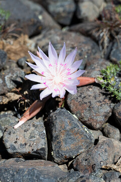Pale pink flower of a Bitterroot, Lewisia Rediviva, plant blooming in the spring Shrub-Steppe arid rocky ground habitat in Columbia Plateau in eastern Washington
