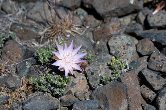 Pale pink flower of a Bitterroot, Lewisia Rediviva, plant blooming in the spring Shrub-Steppe arid rocky ground habitat in Columbia Plateau in eastern Washington
