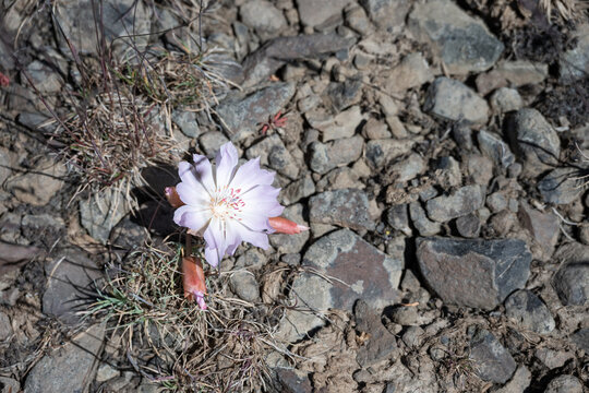 Pale pink flower of a Bitterroot, Lewisia Rediviva, plant blooming in the spring Shrub-Steppe arid rocky ground habitat in Columbia Plateau in eastern Washington
