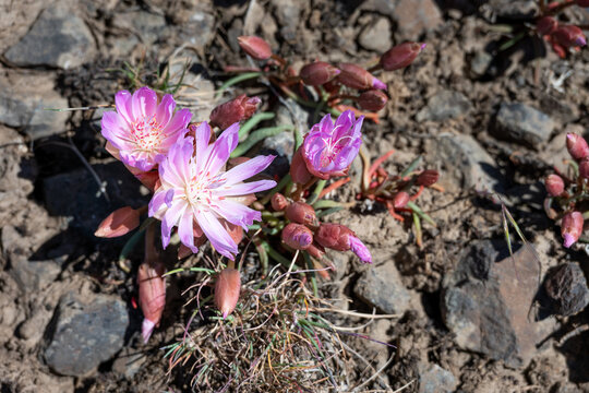 Pink flower of a Bitterroot, Lewisia Rediviva, plant blooming in the spring Shrub-Steppe arid rocky ground habitat in Eastern Washington, perennial wildflower
