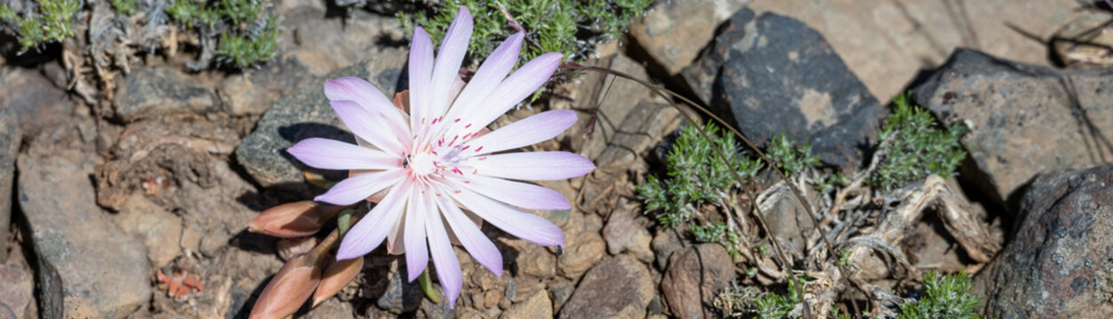 Pale pink flower of a Bitterroot, Lewisia Rediviva, plant blooming in the spring Shrub-Steppe arid rocky ground habitat in Columbia Plateau in eastern Washington

