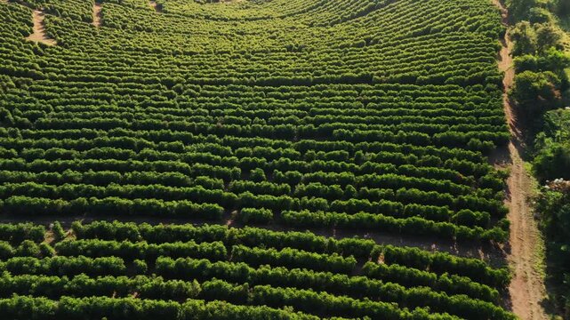 O in&iacute;cio do caf&eacute; perfeito: planta&ccedil;&atilde;o de caf&eacute; nas montanhas do Sul de Minas Gerais, video de drone, imagem a&eacute;rea 